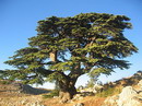 libani